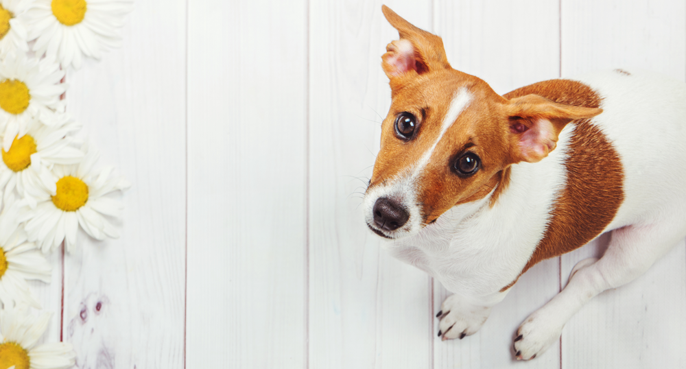 Terrier looking into the camera