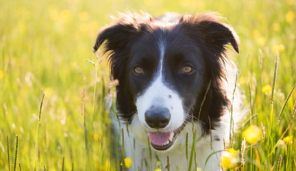 Testimonials thumbnail