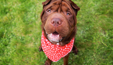 Testimonials thumbnail