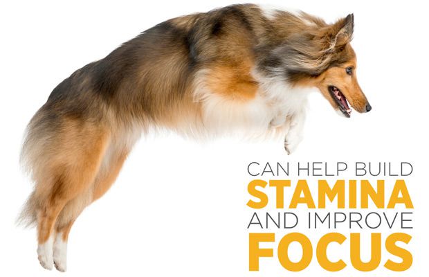 maxxicardo can help to build dogs stamina and focus maxxicardo helps build stamina and focus in dogs