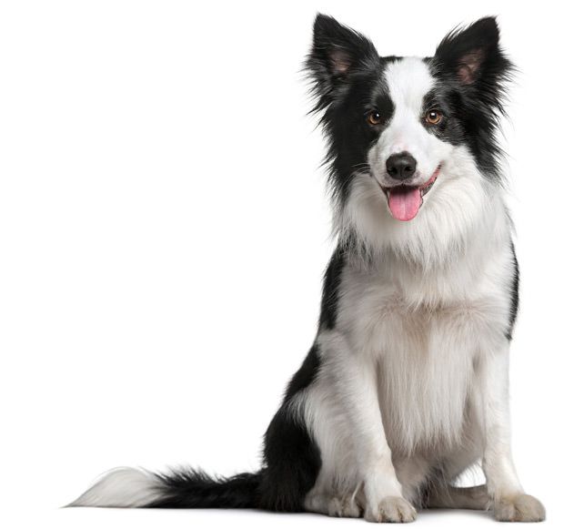 maxxiomega oil for dogs for beautiful soft shiny coat Border Collie with beautiful soft shiny coat with maxxiomega oil for dogs