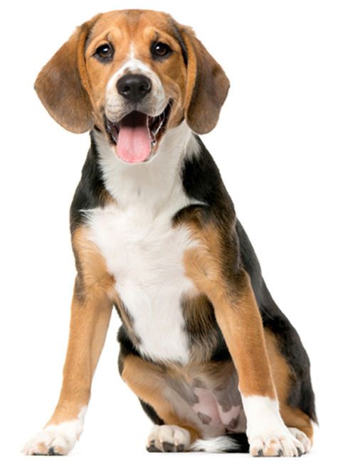 Calm happy dog maxxicalm natural calming aid for dogs Calm happy dog maxxicalm natural calming aid for dogs