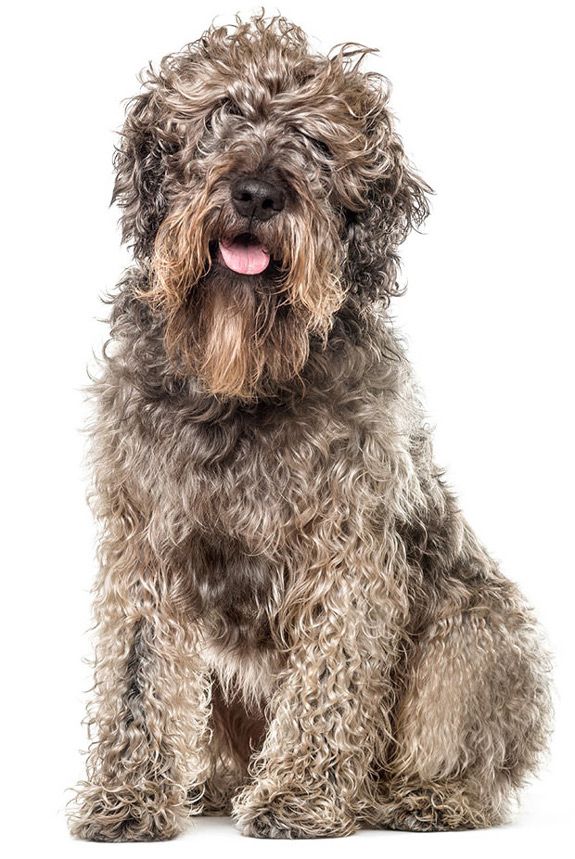 Happy fun scruffy dog using maxxiSAMe SAM-e for dogs Happy fun scruffy dog using maxxiSAMe SAM-e for dogs