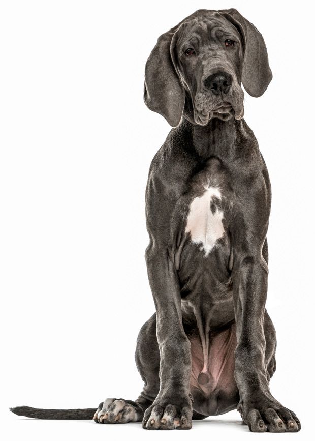 Great Dane uses maxxidigest+ digestive and immune support for dogs Great Dane uses maxxidigest+ digestive and immune support for dogs