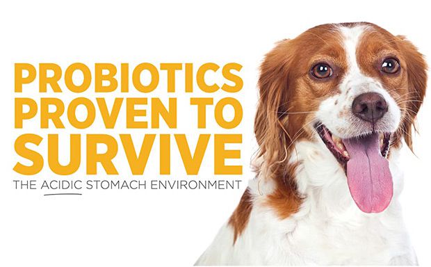 maxxidigest+ best probiotics for dogs as probiotics proven to survive the canine acidic stomach environment maxxidigest+ best probiotics for dogs as probiotics proven to survive the canine acidic stomach environment