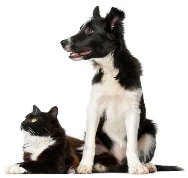 maxxiUtract can help with urinary tract infection in both dogs and cats maxxiUtract dog and cat with urinary tract infection