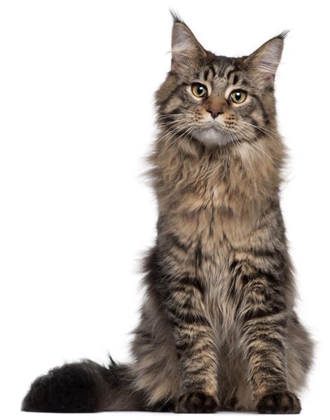 maxxiUtract for cats with urinary tract infection maxxiUtract for cats with urinary tract infection