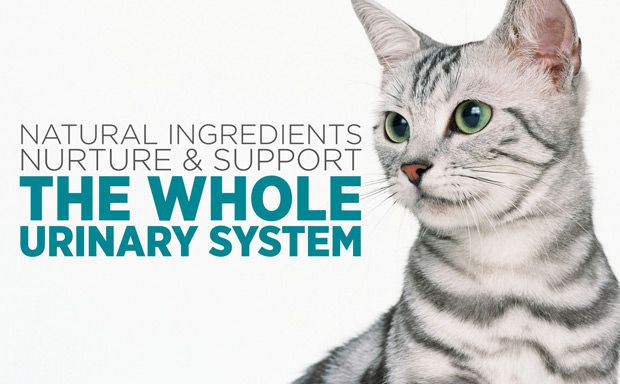 maxxiUtract for cats supports the whole urinary tract system and can help to prevent UTI recurrance maxxiUtract for cats supports the whole urinary tract system and can help to prevent UTI recurrance