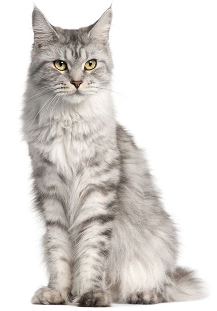 Senior cats benefit much from maxxiSAMe SAM-e for cats Senior cats benefit much from maxxiSAMe SAM-e for cats