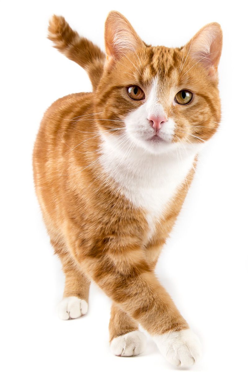 Yellow cat maxxidigest+ digestive and immune support for cats Yellow cat maxxidigest+ digestive and immune support for cats