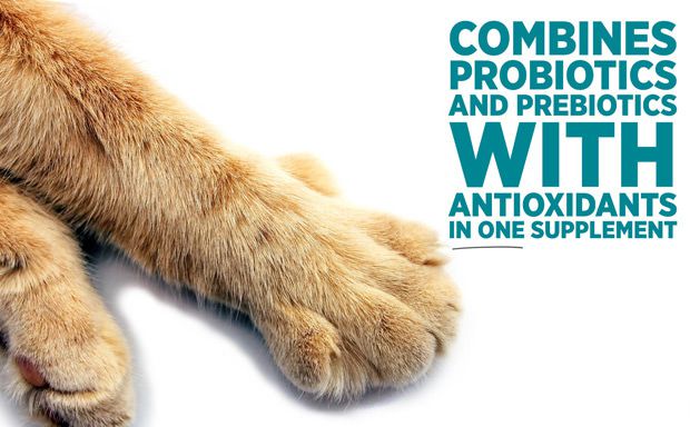 maxxidigest+ best probiotics for cats as probiotics proven to survive the feline acidic stomach environment maxxidigest+ best probiotics for cats as probiotics proven to survive the feline acidic stomach environment
