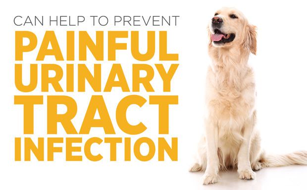 Smiling sitting golden retreiver using maxxiUtract for dogs to prevent painful UTI Smiling sitting golden retreiver using maxxiUtract for dogs to prevent painful UTI