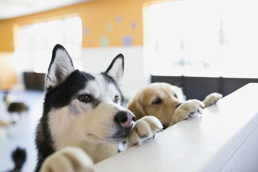 Two hungry dogs waiting for food with maxxiomega omega oil for dogs Two hungry dogs waiting for food with maxxiomega omega oil for dogs
