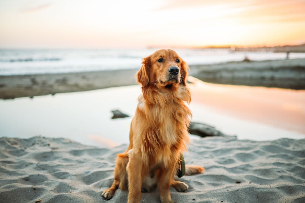 Golder Retriever with beautiful shiny coat on a beach - maxxiomega oil for dogs for healthy skin and shiny coat Golder Retriever with beautiful shiny coat on a beach - maxxiomega oil for dogs for healthy skin and shiny coat