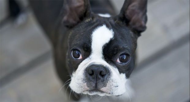 Black and white French Bulldog - maxxiomega oil for dogs for healthy skin and shiny coat Black and white French Bulldog - maxxiomega oil for dogs for healthy skin and shiny coat