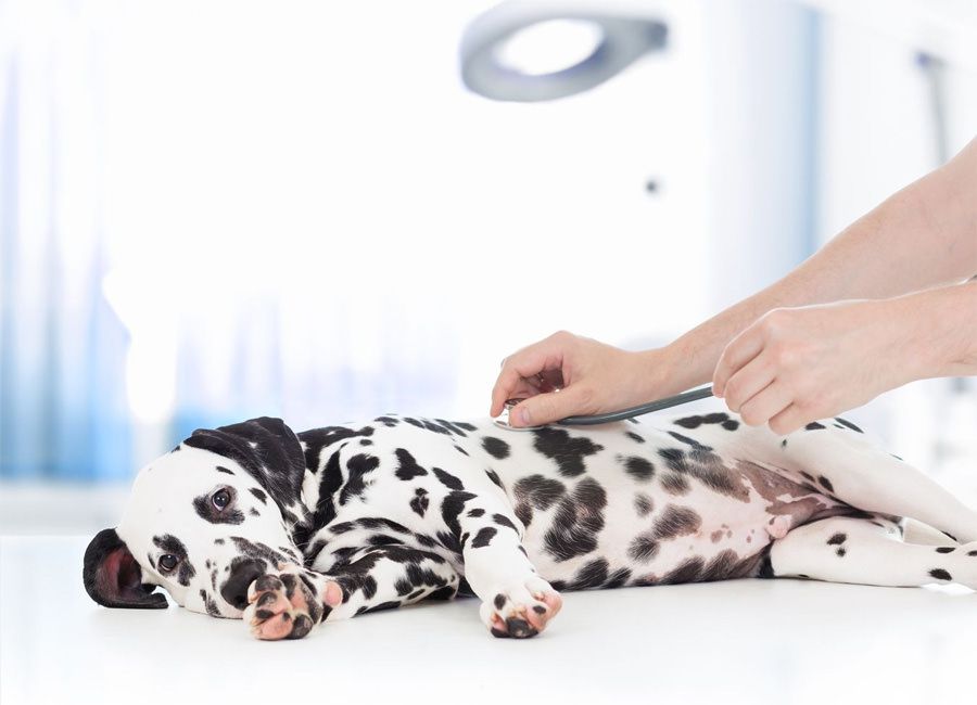 Dalmatian dog taking maxxicalm calming tablets for dogs staying calm at the Vet Dalmatian dog taking maxxicalm calming tablets for dogs staying calm at the Vet