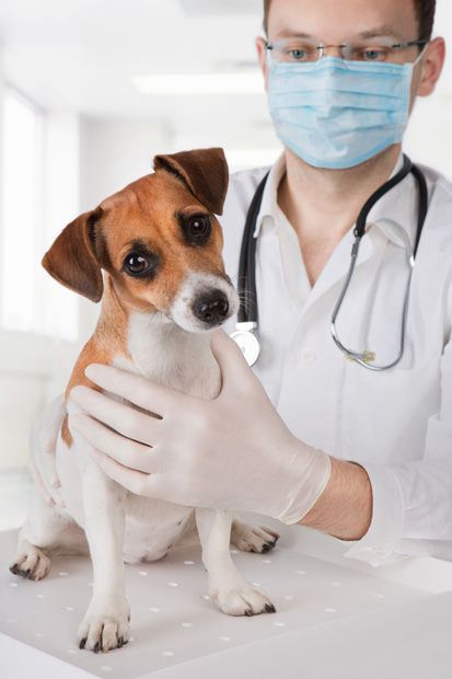 Small dog afraid of going to the Vet before starting to use maxxicalm calming aid for dogs Small dog afraid of going to the Vet before starting to use maxxicalm calming aid for dogs