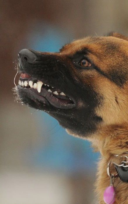 Aggressive dog behaviour training and treatment with maxxicalm calming supplement for dogs Aggressive dog behaviour training and treatment with maxxicalm calming supplement for dogs