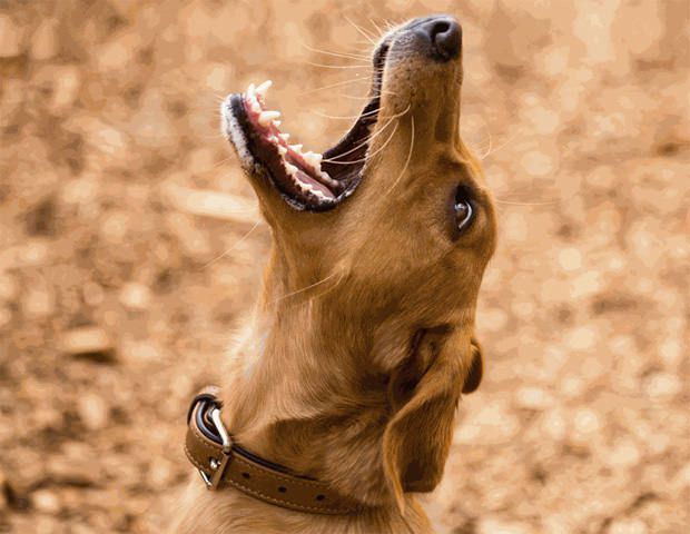 maxxicalm calming aid for dogs can help aggressive dogs maxxicalm calming aid for dogs can help aggressive dogs