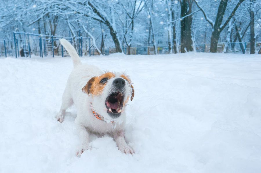 Small aggressive dog barking Small aggressive dog barking