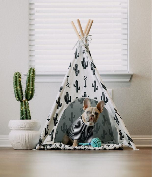 Calm cute French Bulldog moving into tent Calm cute French Bulldog moving into tent
