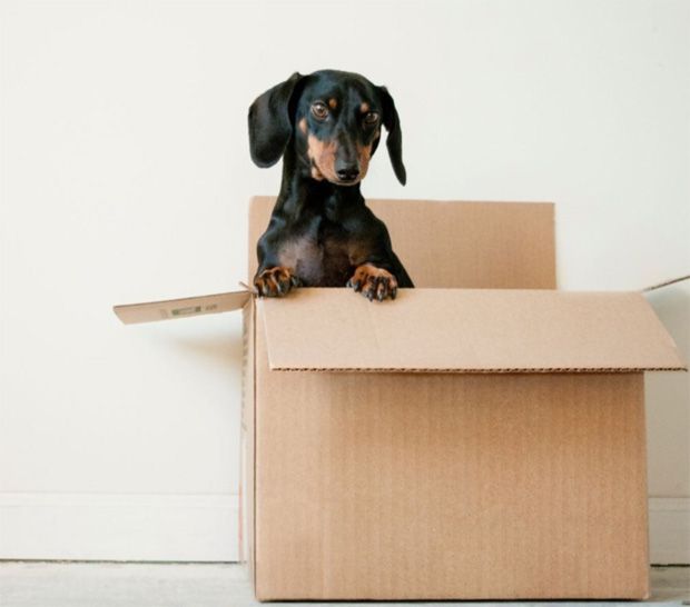 Stressed dog in moving house packing box Stressed dog in moving house packing box