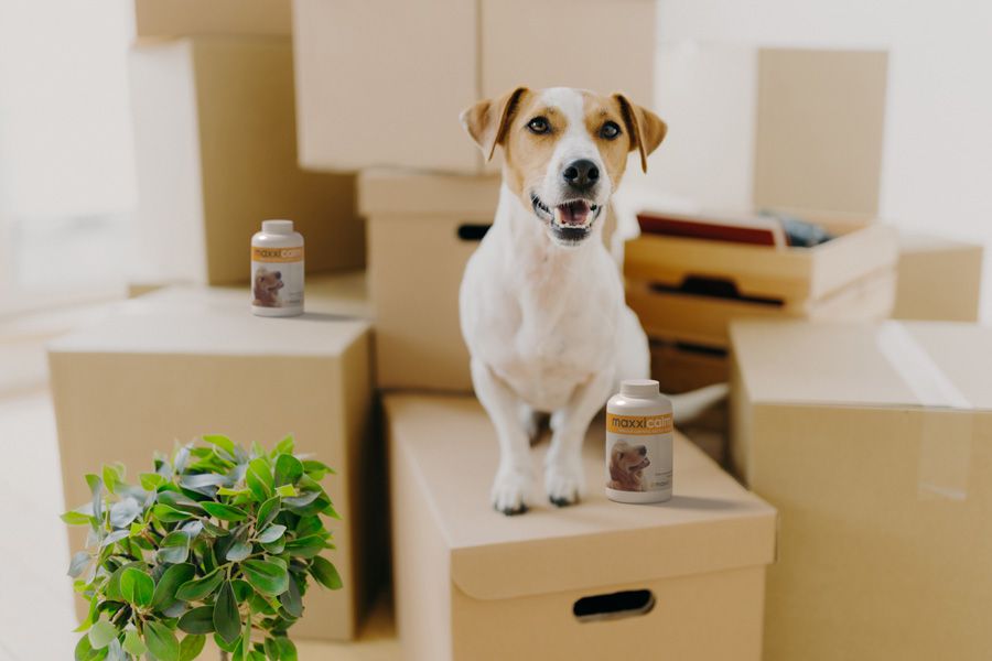 Calm happy dog on moving house boxes with bottles of maxxicalm calming tablets for dogs Calm happy dog on moving house boxes with bottles of maxxicalm calming tablets for dogs