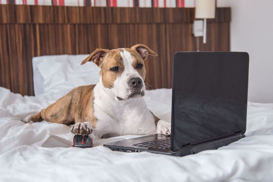 Staffie dog with computer looking for best calminga aid for dogs to buy online Staffie dog with computer looking for best calminga aid for dogs to buy online