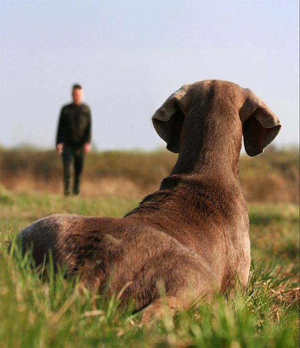 Dog training made easier with maxxicalm calming tablets for dogs Dog training made easier with maxxicalm calming tablets for dogs