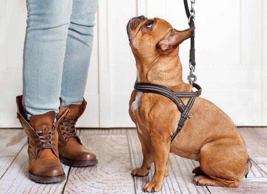French Bulldog training made easier with maxxicalm calming tablets for dogs French Bulldog training made easier with maxxicalm calming tablets for dogs