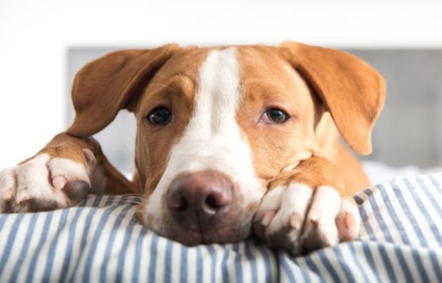 Drowsy dog on dog anxieyt medication Drowsy dog on dog anxieyt medication
