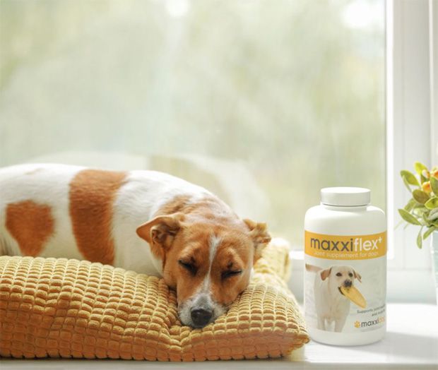 Tired dog after long walk sleeping peacefully next to a bottle of maxxiflex+ joint supplement for dogs Tired dog after long walk sleeping peacefully next to a bottle of maxxiflex+ joint supplement for dogs