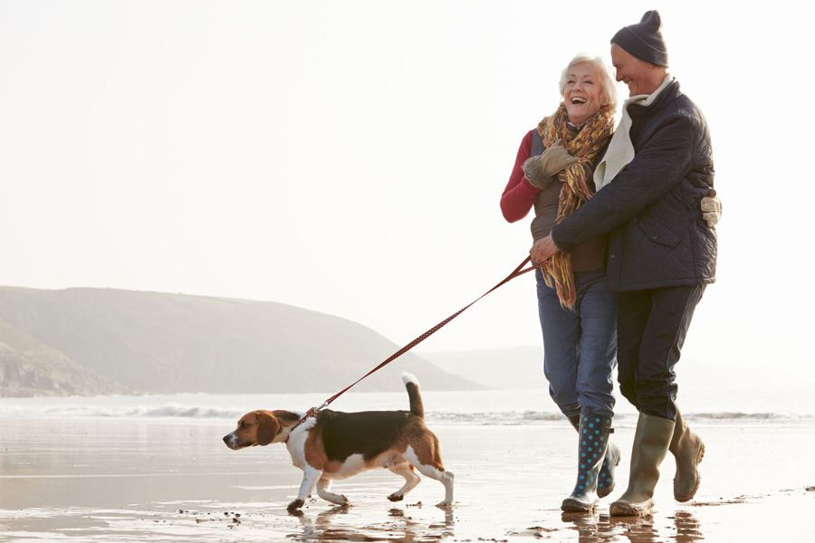 Happy dog owners and healthy dog using maxxiflex+ joint supplement for dogs on a wallk on the beach Happy dog owners and healthy dog using maxxiflex+ joint supplement for dogs on a wallk on the beach