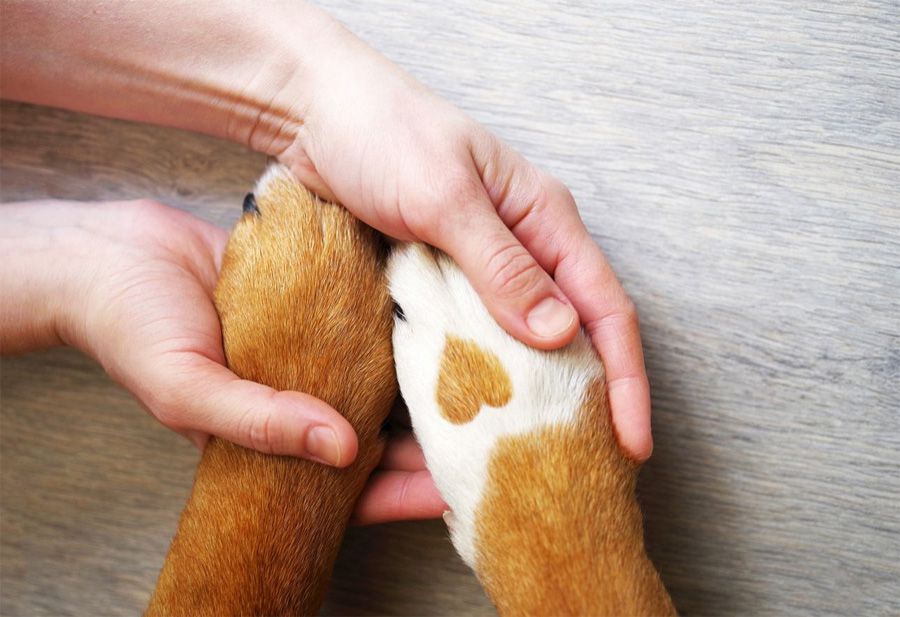 Dog owner holding dogs with heart paw Dog owner holding dogs with heart paw