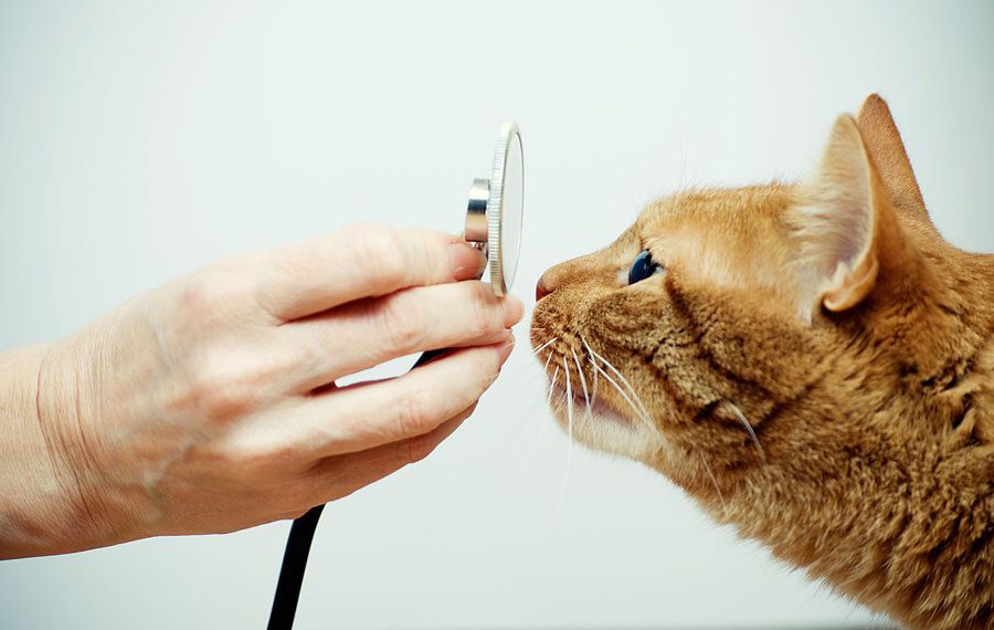 Cat with dementia being examined by Vet recommending maxxiSAMe cognitive support supplement for cats from maxxipaws Cat with dementia being examined by Vet recommending maxxiSAMe cognitive support supplement for cats from maxxipaws