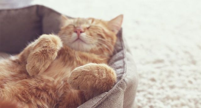 Sleeping cat with dementia Sleeping cat with dementia