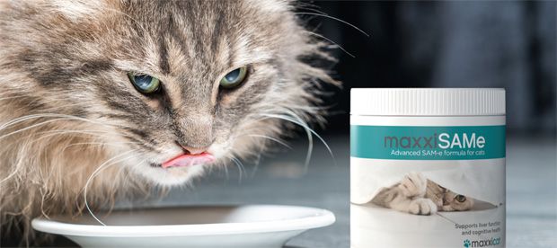 Cat eating food with maxxiSAMe feline cognitive dysfunction supplement from maxxipaws Cat eating food with maxxiSAMe feline cognitive dysfunction supplement from maxxipaws