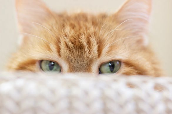 Alert cat with cat dementia using maxxiSAMe cognitive support for cats Alert cat with cat dementia using maxxiSAMe cognitive support for cats