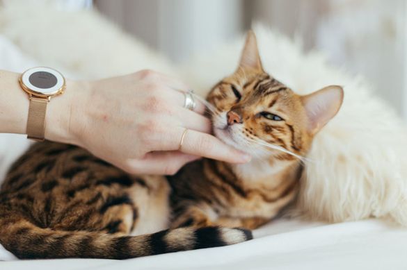 Alert cat with feline cognitive dysfunction using maxxiSAMe cognitive support for cats Alert cat with feline cognitive dysfunction using maxxiSAMe cognitive support for cats