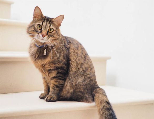 Alert cat with feline dementia using maxxiSAMe cognitive support for cats Alert cat with feline dementia using maxxiSAMe cognitive support for cats