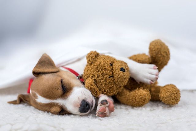 Beautiful sleeping dog with toy for comfort Beautiful sleeping dog with toy for comfort