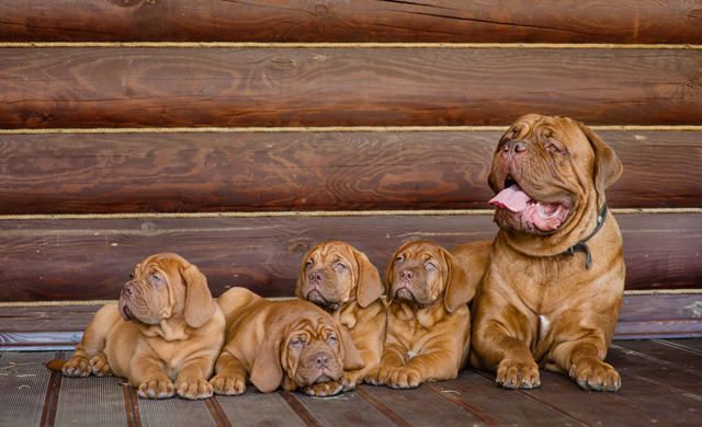 Proud mastiff dog mum with four beautiful mastiff puppies Proud mastiff dog mum with four beautiful mastiff puppies