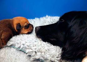 New mum with her newborn puppy New mum with her newborn puppy