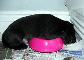 Tired puppy sleeping in the water bowl Tired puppy sleeping in the water bowl