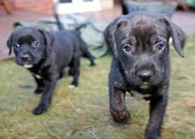 Two curious puppies exploring their garden Two curious puppies exploring their garden