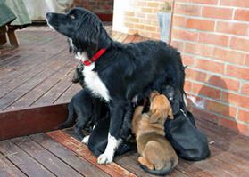 Young mum feeding eight puppies Young mum feeding eight puppies