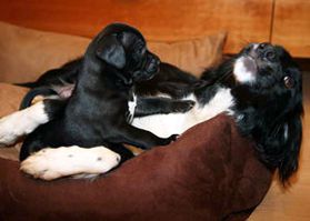 Young mum playing with her puppy Young mum playing with her puppy