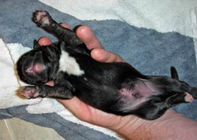 Man holding newborn puppy Man holding newborn puppy