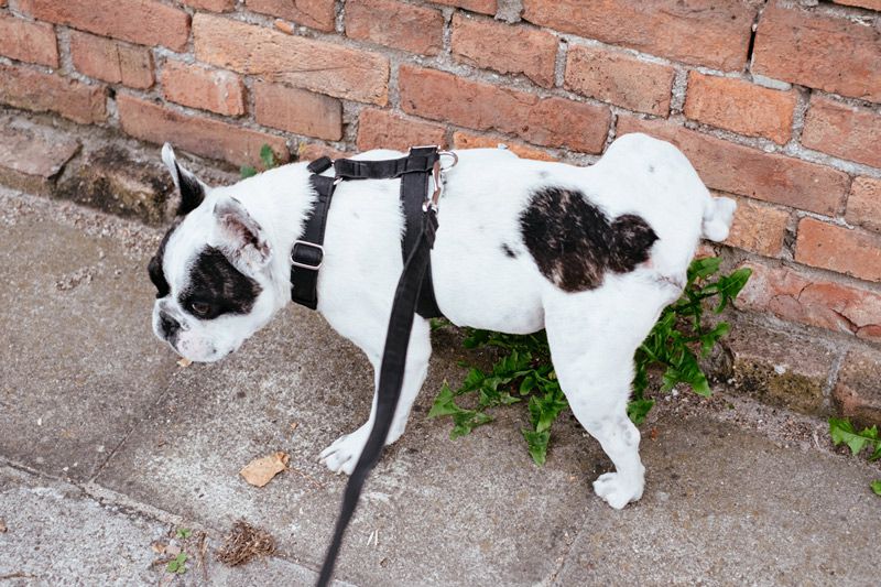 Urinary tract infection in dogs is common and can be painful Prevent Recurring Urinary Tract Infection in Dogs with maxxiUtract urinary and bladder support for dogs