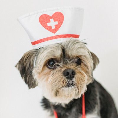 UTI in dogs can be treated How to treat UTI in dogs